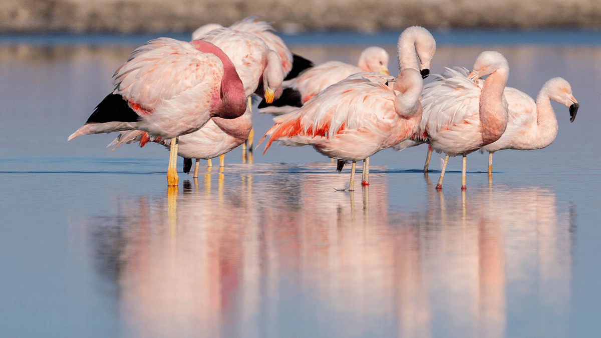 Explora Atacama - Esencial 5 Tours en 4 Días